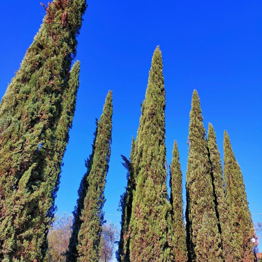 Agricamping Poggio Ai Pini Wine Camping Certaldo Exterior photo
